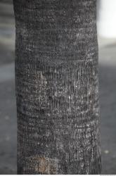 Tree Bark